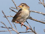ek is maar nog net 'n baba 194  Vleitintinkies chick- Levallants Cisticla : frieda